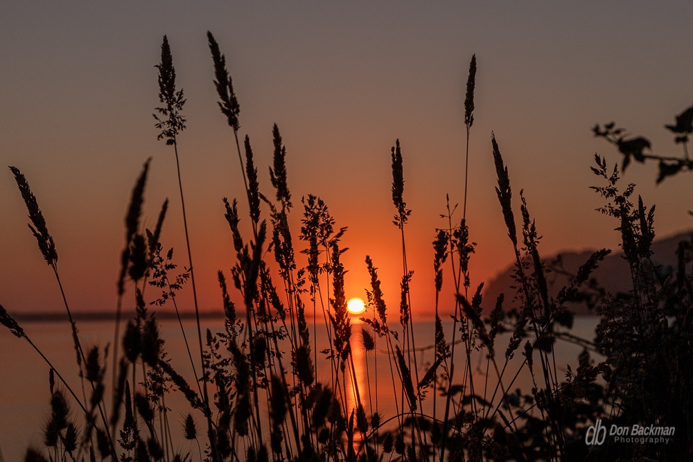 Bay Grass Sunset